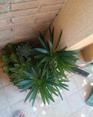 piante ornamentali 