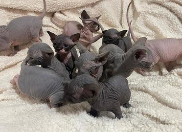 Sphynx Canadian 