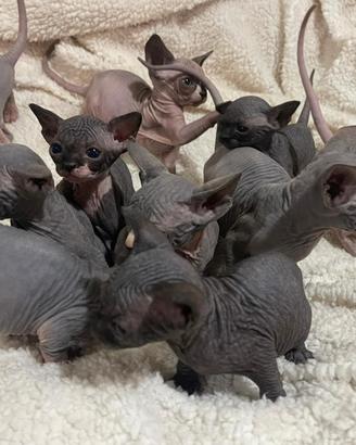 Sphynx Canadian 