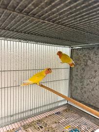 Coppia inseparabili