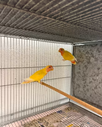 Coppia inseparabili