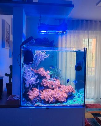 Acquario Marino completo 