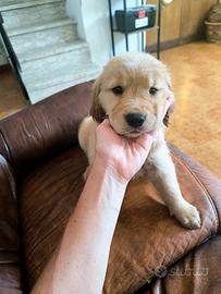 Golden retriever Americani