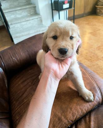Golden retriever Americani