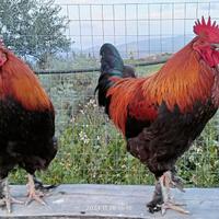 Galli marans
