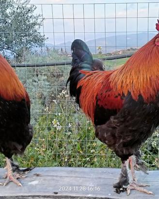Galli marans