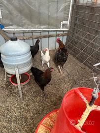 Marans
