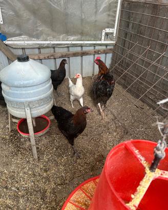Marans