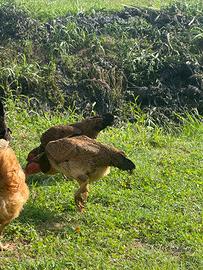 Galline aseel