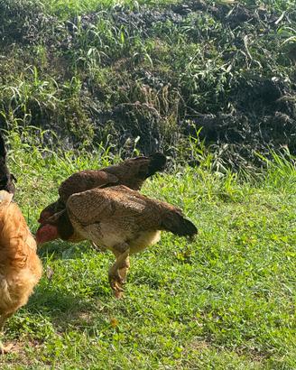 Galline aseel