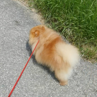 Volpino Pomerania ROSSO per FAMIGLIA PEDIGREE