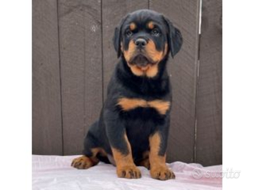 Rottweiler cucciola