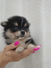 Spitz tedesco Pomerania nano