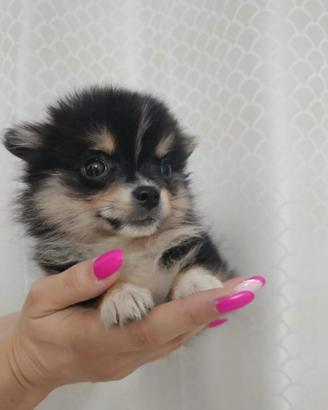 Spitz tedesco Pomerania nano