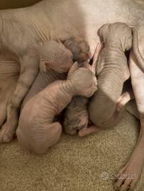 Cuccioli Sphynx