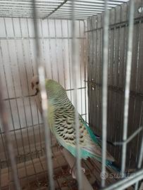 Per riduzione coppie