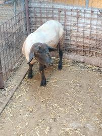 Agnello