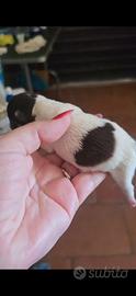 Chihuahua maschio