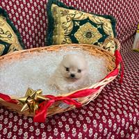 Spitz Pomerania
