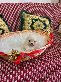 Spitz Pomerania