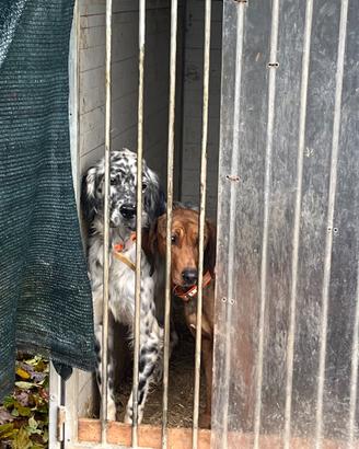 Setter inglese