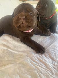 Cucciole di Labrador color cioccolato