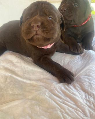 Cucciole di Labrador color cioccolato