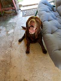 Labrador color cioccolato