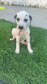 Magnifica cucciola di dalmata