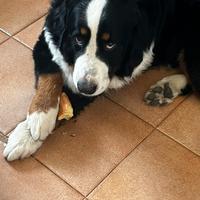 Bovaro del Bernese