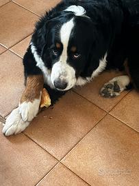 Bovaro del Bernese