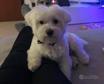 Cane per accoppiamento