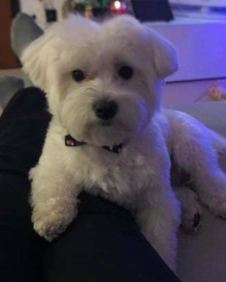 Cane per accoppiamento