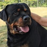 Rottweiler per riproduzione