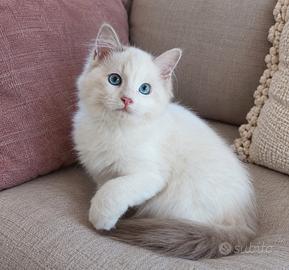 Ultimi gattini RAGDOLL con pedigree