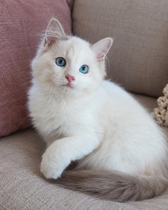 Ultimi gattini RAGDOLL con pedigree