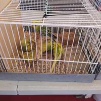 Pappagallini ondulati