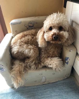 Barboncino per monta