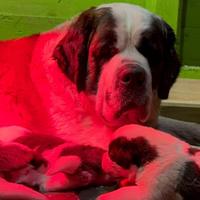 Cuccioli di San Bernardo