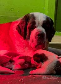 Cuccioli di San Bernardo