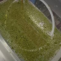 Lemna Minor