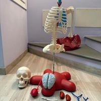 Willy corpo umano RBA - Modello Anatomico