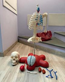 Willy corpo umano RBA - Modello Anatomico