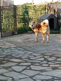 Akita inu