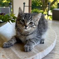 Gattini British Shortair