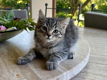 Gattini British Shortair