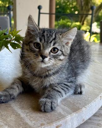 Gattini British Shortair