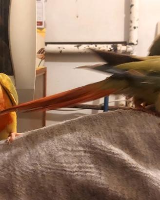 Pirrurha molinae allevati a mano