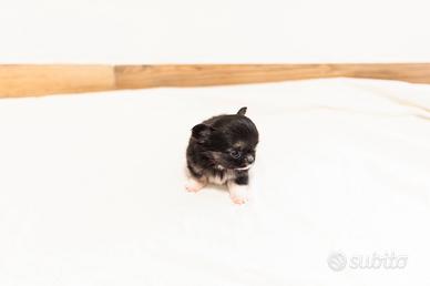 Cucciolo chihuahua pelo lungo