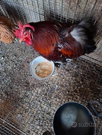 Gallo cocincina